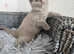 GCCF British Shorthair kittens