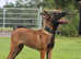 FCI Belgian Malinois