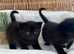 Beautiful Bsh Kittens (READY 8TH JUNE)