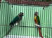 Proven pairs conure
