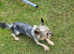 Yorkshire Terrier blue merle boy