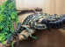 2 inland carpets python snakes