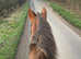 Proven Dressage/ Sweet Hacking Mare