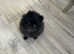 Pomeranian boy for sale