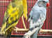 Stunning rare pied blue and pied yellow ringnick