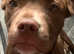 North American mastiff x