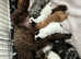 8 rainbow litter miniature poodles