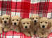 Beautiful KC Reg Golden Retrievers Ready now