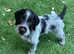 German wirehaired pointer puppies