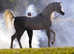 Stunning grey Arabian  yearling colt very well bred