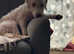Proven (Stud) dog bedlington terrier ( for stud only)