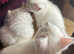 PURE WHITE KITTEN