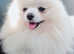 White Pomeranian teddy bear puppies