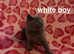 Beautiful 5th generation British shorthair kittens