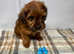 Beautiful friendly Jackapoo puppies