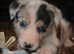 3male border collie puppies
