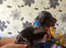 Miniature dachshunds puppies for sale Poole