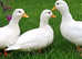 2022 bred quality male call ducks