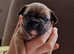 Adorable French Bulldog Puppies: Find Your Furry Friend Today!