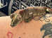 Pair of mossy geckos