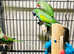 Stunning baby derbyan parrot