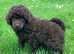 Miniature Poodle puppies from Licensed Breeder