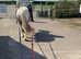 Benji 3 years old cob