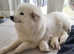 Stunning KC Samoyed pups for sale. (Last few left)