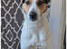 Jack russell cross fox terriers