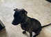 Re-homing: Bull/Grey x Mali puppy (6 mths old)