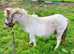 Pintoalosa Shetland colt 2 year old very quiet