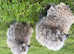 Mackinders Eagle Owls