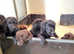 Labrador puppies