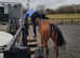 Bay mare ex racehorse