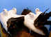 BLACK TAIL MARKED FANTAIL PIGEONS