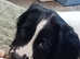 Stunning English Springer Spaniel Pup