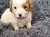 5 star cavapoo puppies