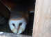 Baby barn owlets for sale £150 ringed a10s