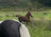 Colt foal