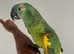 Very Tame Blue Front Amazon Parrot