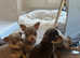 Beautiful Chihuahua Puppies - 5 weeks old