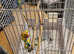 Bird cage