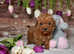 Tiny toy poodles