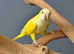 Baby Yellow Quaker,18