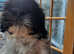 3 male shih tzu puppies