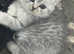 British shorthair female white and silver