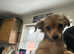 Miniature Dauchshund/Pomeranian cross puppies