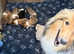 Last one - Male Sable & White Rough Collie Puppy