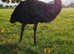 Breeding pair of emus