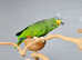 Orange Winged Amazon,18